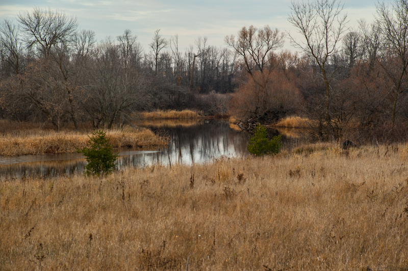 Wetland & Retention Ponds - Davis Landscape & Design